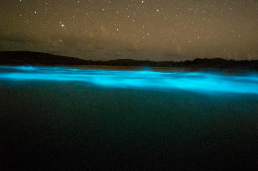 Bioluminescent blue waves under a starry night sky.