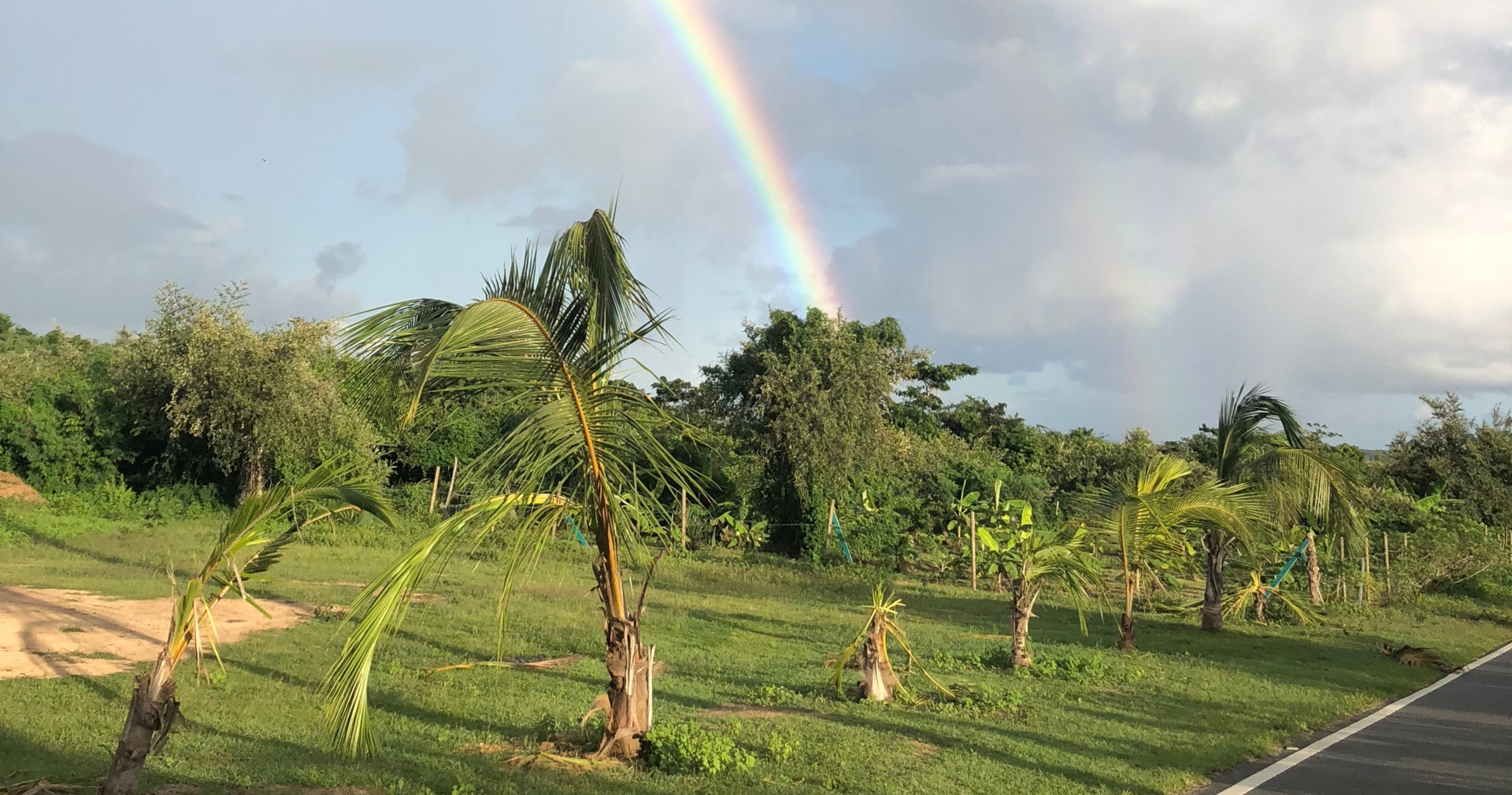 Tropical scenery with rainbow over palm trees and green landscape.