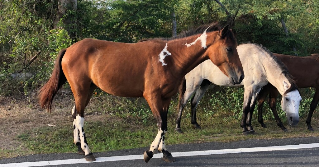 Brown horse with white markings walking along a road with other horses in the background.