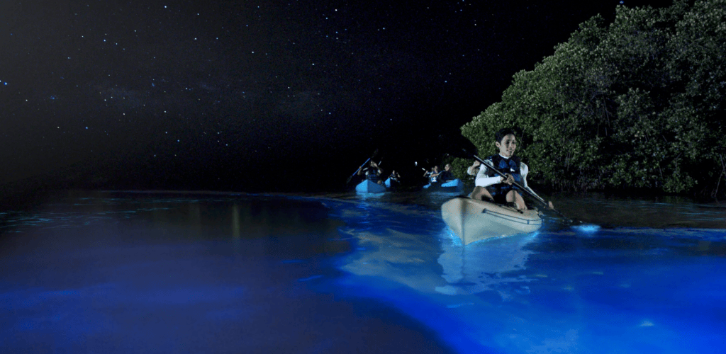People kayaking through glowing water under a starry night sky.