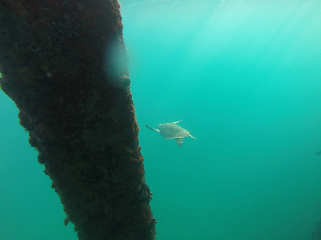 Sea turtle swimming near underwater structure in clear water.