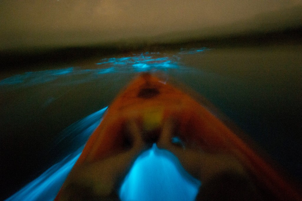 Kayaker on glowing bioluminescent water at night